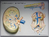 urinary system