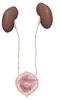 urinary system