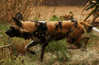 African Hunting Dog